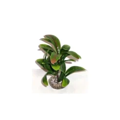 LABEO Anubias vert en plastique 13 cm