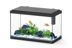 AQUATLANTIS Aquarium d'eau froide et d'eau douce coloris noir Explorer Vienna 34 L - 35 x 50 x 25 cm