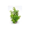 LABEO Arbre lentille vert en plastique grand modèle 22 cm