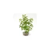 LABEO Arbre lentille vert en plastique petit modèle 10 cm