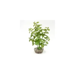 LABEO Arbre lentille vert en plastique petit modèle 10 cm