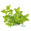 Bacopa caroliniana émergée