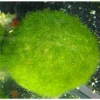 DENNERLE Boule de Cladophora