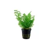 Ceratopteris thalictroides en pot