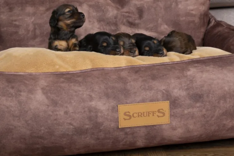 SCRUFFS Corbeille pour chien marron Kensington – Taille XL