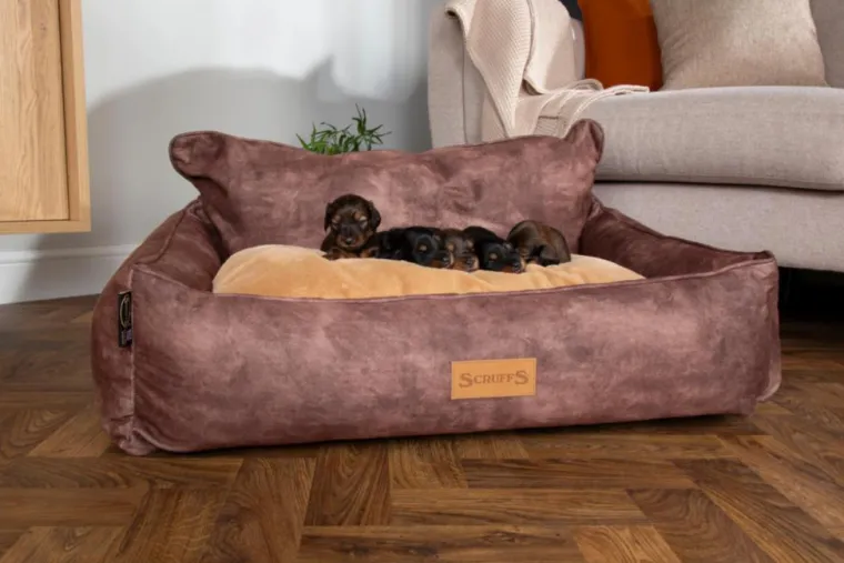 SCRUFFS Corbeille pour chien marron Kensington – Taille XL