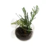 EUROPET Coupe en verre pour plante naturelles coloris transparent avec ventouses - 9 x 6 x 6 cm