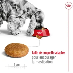 ROYAL CANIN Croquette pour chien adulte de taille moyenne - 15 kg