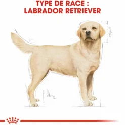 ROYAL CANIN Croquette pour chien adulte Labrador Retriever - 12 kg