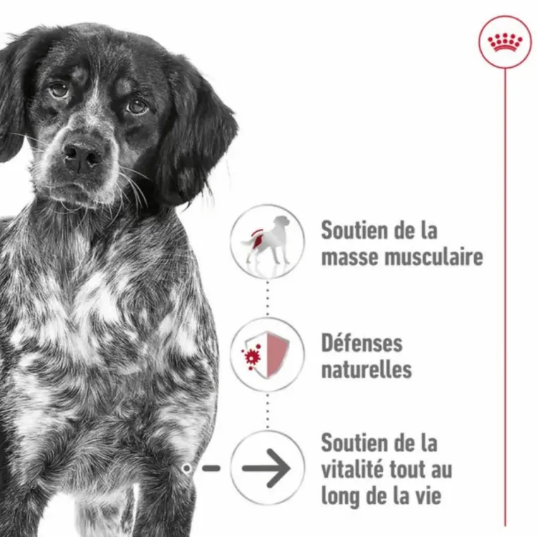 ROYAL CANIN Croquette pour chien mature de taille moyenne - 15 kg