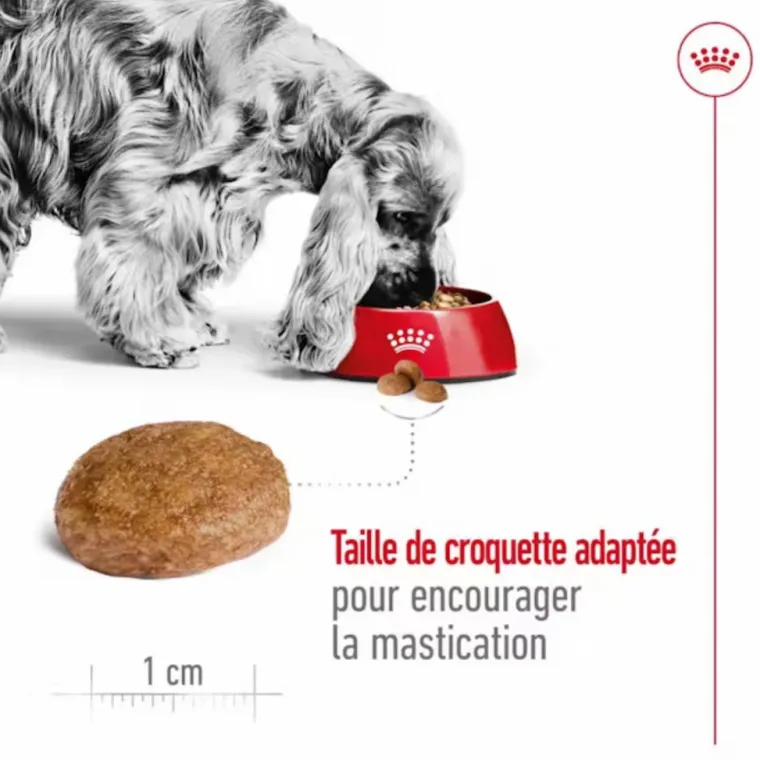 ROYAL CANIN Croquettes pour chien Medium adulte de + 7 ans - Le sac de 15 kg