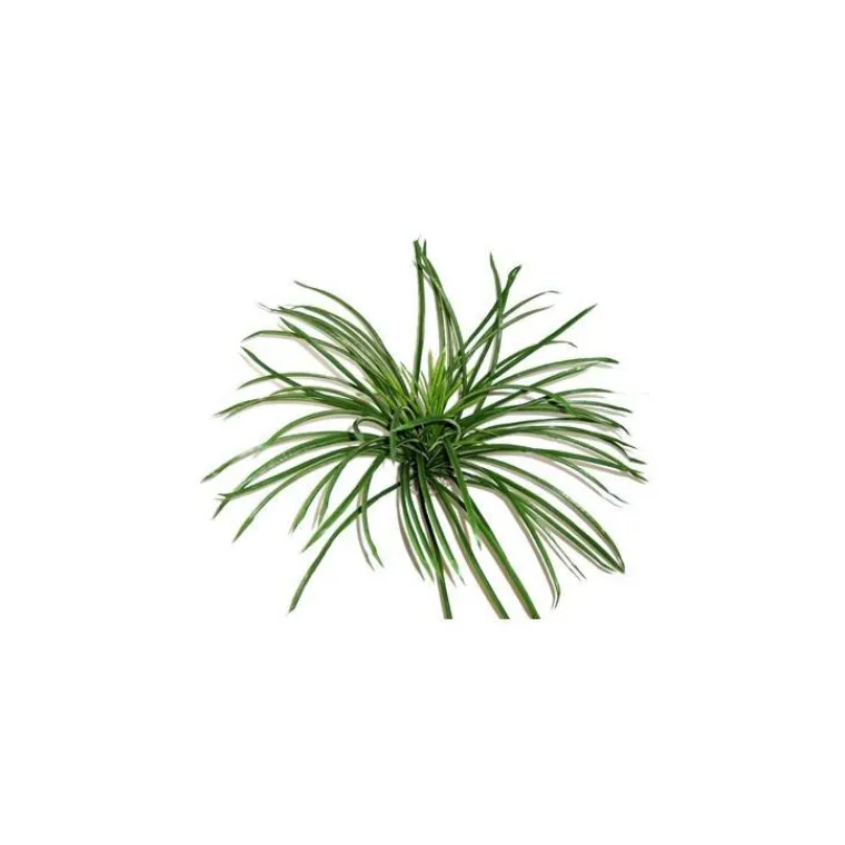 LABEO Décor avec herbe verte en tissu pour terrarium 25 x 50 cm