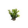 LABEO Dracaena vert en plastique 13 cm
