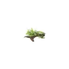 Duo Microsorum + Anubias sur racine L
