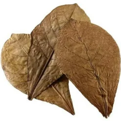BLUE CORAL Feuilles de badamier nano catappa, pack de 12, HOBBY