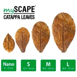 BLUE CORAL Feuilles de badamier taille S, ARKA myScape-Catappa - 10 pièces de 12,5/16 cm