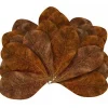 BLUE CORAL Feuilles de badamier taille M enrichissantes, STOFFELS - pack de 20