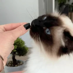 MARLY & DAN Friandises pour chat tendres bouchées système urinaire - 40 g