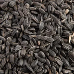 GRAIN DE VIE Graines de tournesol noir pour oiseaux bio - 5 kg