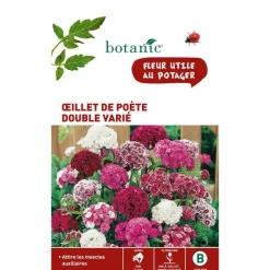 BOTANIC® Graines d'œillet de poète double varié - graines à semer