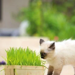 BOTANIC® Herbe A Chat Bio. La barquette bois
