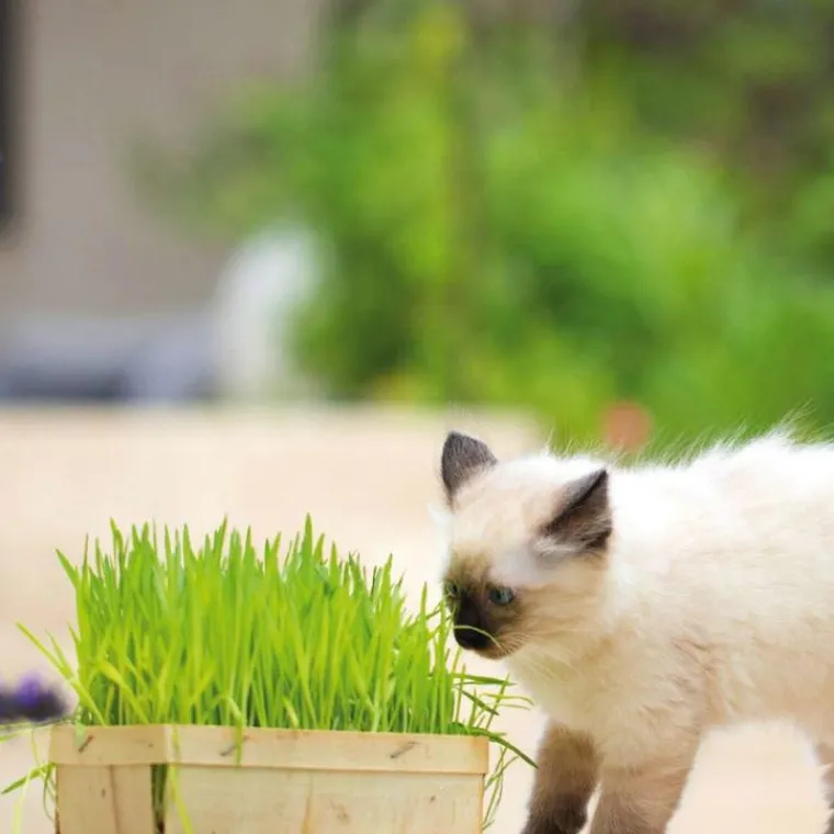 BOTANIC® Herbe A Chat Bio. La barquette bois