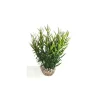 LABEO Herbe marine verte en plastique 16 cm
