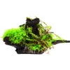 Hygrophila pinnatifida + mousse sur racine S