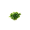 LABEO Massif de sprengeri vert en plastique 12 cm