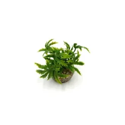 LABEO Papyrus vert en plastique 8 cm