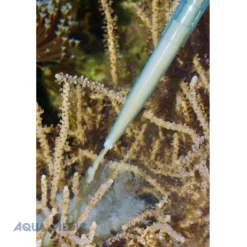 BLUE CORAL Pipette de nourrissage de précision 60cm - AQUA MEDIC