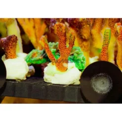 BLUE CORAL Planche de frag pour aquariophilie AQUA MEDIC - format 15x15cm
