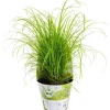 Plante Amie Des Animaux Cyperus Bio. Le pot de diamètre 11 cm