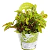 Plante Amie Des Animaux Oseille Sanguine Bio. Le pot de diamètre 11 cm