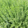 Plante Amie Du Jardinier Hysope Bio. Le pot de 10,5 cm