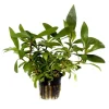 Plante aquatique Hygrophila Corymbosa Angustifolia en pot