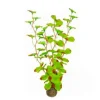 BLUE CORAL Plante artificielle aquarium, haute résistance, SUPERFISH, modèle Easy Plants High 13