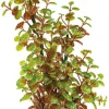 SUPERFISH Plante artificielle pour aquarium ou terrarium coloris vert Rotala Art Plant M - 25 cm