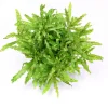 TROPICA Plante Pogostemon Helferi coloris vert en pot