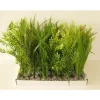 LABEO Plante verte pour aquarium coloris vert