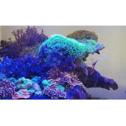 BLUE CORAL Tube LED bleu, 14 Watts, pour galerie multilux JUWEL - 74,2 cm