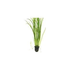 Vallisneria spiralis Tiger